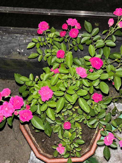 A potted rose plant with vibrant pink blooms and green leaves in a terracotta pot sitting on a stone surface.