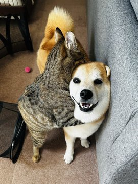 A happy Shiba Inu stands closely beside a tabby cat on a carpeted floor, illustrating the strong bond between the two pets that has developed over the past 10 months as referenced in the post.