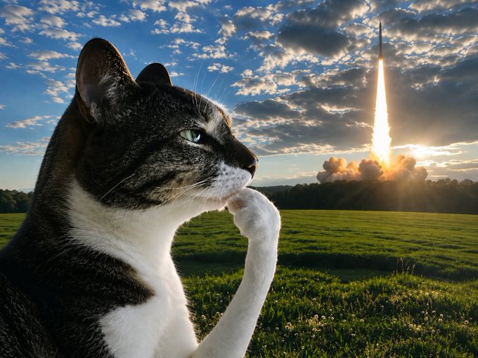 A cat in profile gazing contemplatively at a rocket launching into a cloudy sky over a green field.