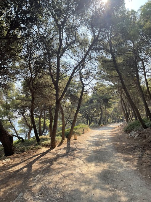 A sunlit dirt path winding through a grove of tall pine trees with sunlight filtering through the canopy, likely near a coastal area.