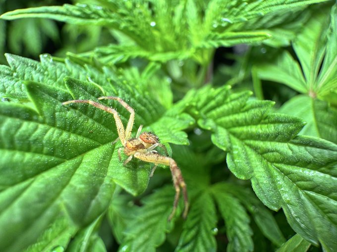 A close-up photograph of a small orange and tan crab spider (likely a Thomisus species) on a green leafy plant.