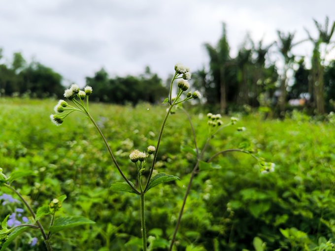 The image shows a close-up view of a field filled with green plants, including white flowers that are in full bloom. The background features trees and bushes, creating a natural setting for the scene. The focus of the image is on the beautiful flowers, drawing attention to their vibrant colors and delicate petals.