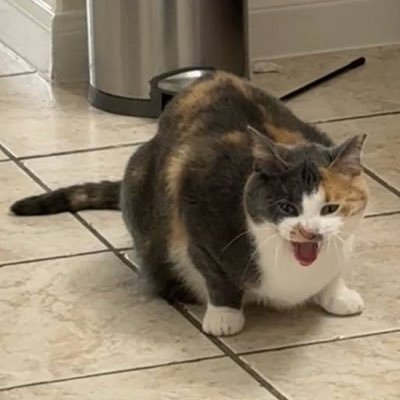 A calico cat with an arched back is crouched on a tiled floor, hissing or meowing with its mouth open wide in apparent alarm.