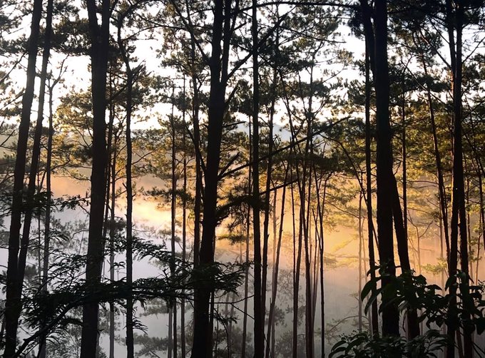 A scenic photograph of a sunset or sunrise viewed through a dense forest of tall, silhouetted tree trunks with mist or low clouds visible in the valley below.