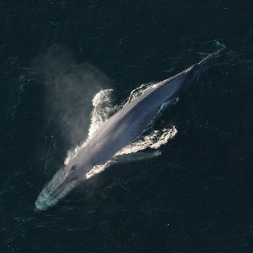 The image shows an aerial view of a large blue whale swimming through the ocean, with its tail fin visible as it moves across the water. The photo captures the majestic beauty of this creature in its natural habitat.