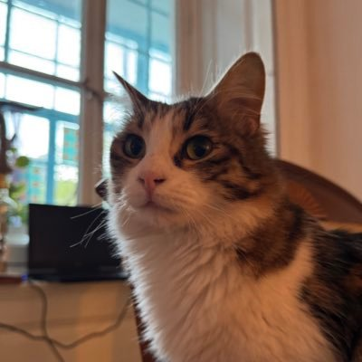 A close-up photograph of a white and brown tabby cat with bright green eyes looking slightly upward, positioned in front of a window with light streaming through.