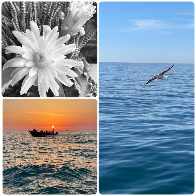 A collage featuring a black-and-white close-up of a white cactus flower, a sunset over the ocean with a small boat, and a seagull flying over calm blue water.