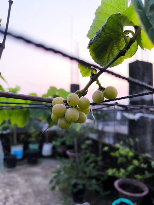 The image shows a bunch of grapes hanging from a vine, with some leaves attached to them. The grapes are green and appear fresh. In the background, there are potted plants that add greenery to the scene. The photo also contains text that reads "GOOD MORNING GM gm $POLY gyz @Polymarket". This suggests that the image might be related to a gardening or plant-related post on social media, possibly discussing the growth of grapes and other plants in pots.