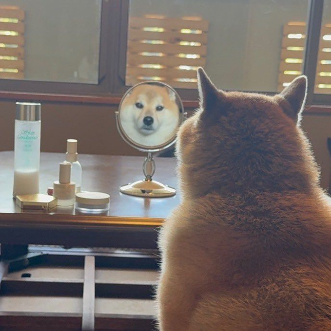 A Shiba Inu dog sits facing a vanity mirror, with its reflection showing the front of its face, surrounded by various cosmetic bottles and jars on the table.