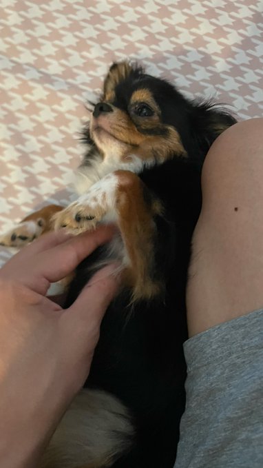 A small black and tan long-haired Chihuahua lies belly-up on a houndstooth-patterned bed, gazing up adoringly while its owner gently pets its paw. The image perfectly captures the caption's sentiment—after walking 42km home, the demanding pup insists on endless belly rubs, leaving its human helpless to resist those pleading eyes.