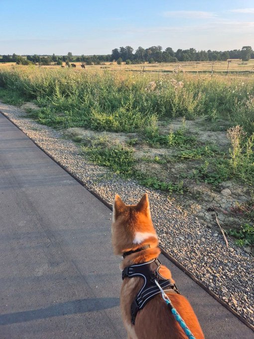 A first-person view of a person walking a small brown and white dog on a leash along a paved road next to a grassy field at golden hour.