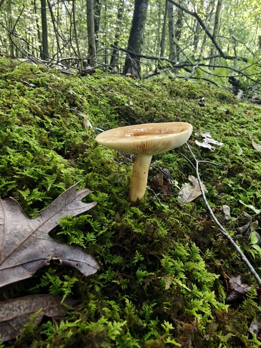 A tan-colored mushroom grows from a moss-covered forest floor, with fallen oak leaves visible in the foreground.