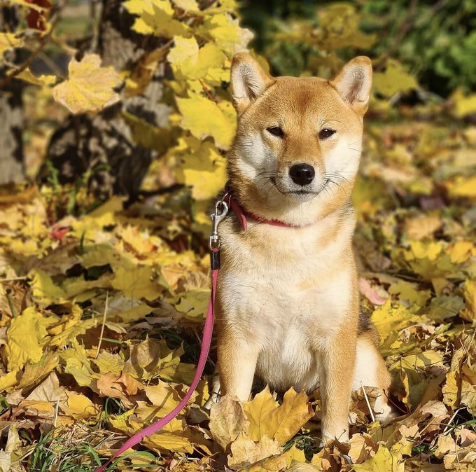 A Shiba Inu dog with a red harness and pink leash sits on a bed of yellow autumn leaves, gazing calmly at the camera.