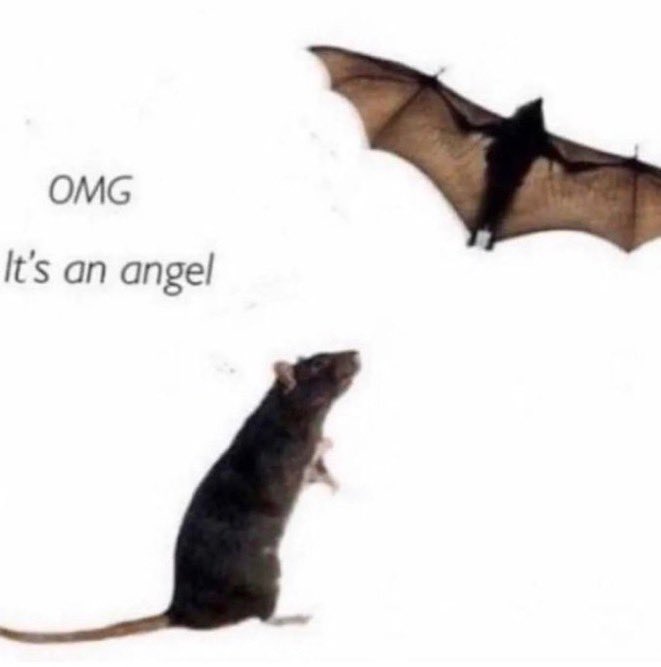 A humorous meme showing a rat looking up at a flying bat with wings spread wide, captioned 'OMG It's an angel' from the rat's perspective.