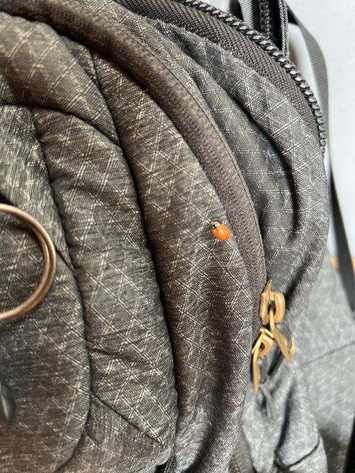A close-up view of a textured gray and black checkered fabric bag or jacket featuring a small orange ladybug detail, a black zipper, and a bronze metal charm hanging from a string.