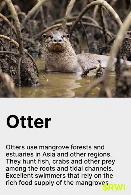 An informational graphic about otters showing a photo of an otter in muddy mangrove waters, titled 'Otter' with text explaining that 'Otters use mangrove forests and estuaries in Asia and other regions' to hunt fish and crabs.