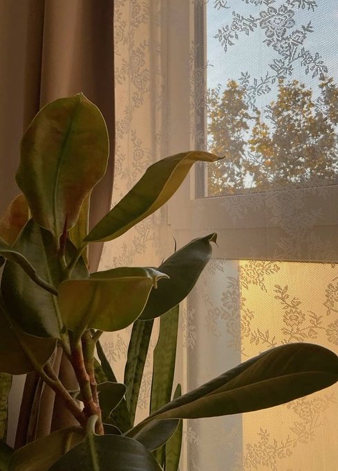 The image features a plant with large leaves, possibly a fern or a philodendron, positioned near an open window that offers a view of trees outside. The presence of the sun shining through the window indicates bright lighting conditions inside the room where the plant is located. This setting could be described as a calming and relaxing space for someone to unwind while enjoying the natural view from their living or working area. Additionally, the post highlights the importance of self-care and staying active during periods of rest or recovery by encouraging users to engage with relevant apps like @useTria that promote movement and exercise on slow days.