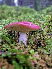 A vibrant pink-capped mushroom with delicate gills peeks out from lush green moss, its bright coloring echoing the bold, ephemeral artistry celebrated by Transient Labs' digital creators. The image's organic, fleeting beauty parallels the "QT" (quarantine time) appreciation of unique art shared in the moment.