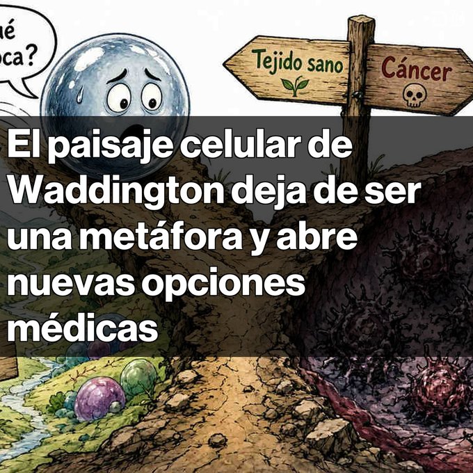 A Spanish-language science article graphic titled "El paisaje celular de Waddington deja de ser una metáfora y abre nuevas opciones médicas," depicting a cartoon cell at a crossroads deciding between "Tejido sano" (healthy tissue) and "Cáncer" (cancer).