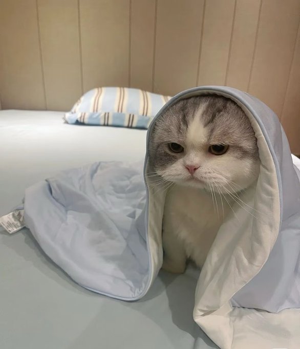 A gray-and-white cat sits on a pale blue bedspread, partly enclosed in a light blue fabric tunnel or hood, with a striped pillow and beige padded headboard behind it.