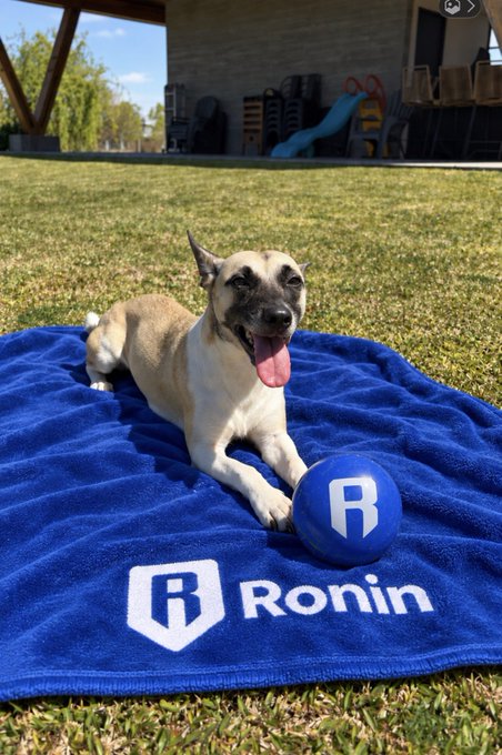 A tan and white dog lies happily on a blue blanket with the "Ronin" logo, resting its paws on a matching blue ball with the "R" symbol.