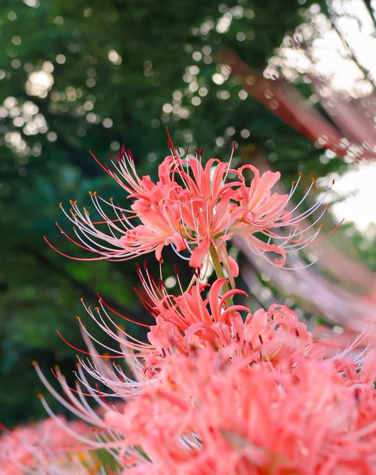 A close-up photograph of pink spider lilies (Lycoris radiata) in full bloom, their long curling stamens extending outward against a softly blurred green background.