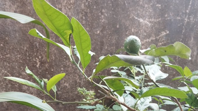 A close-up photograph of a small green citrus fruit, likely a lime, growing on a leafy branch against a textured brown wall.