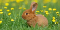 A small brown rabbit sits in green grass scattered with yellow dandelions.