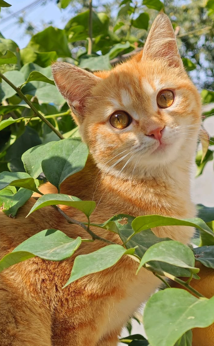 An orange tabby cat with bright amber eyes peers through green leafy foliage, looking directly at the camera with an alert expression.