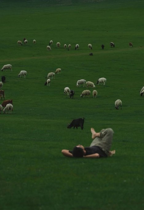 A serene landscape photo of a person lying in a lush green field in the foreground, with a herd of sheep and a black animal grazing on the hillside in the background.