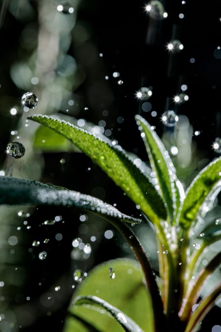 A close-up, high-speed macro photograph captures luminous water droplets suspended mid-air and clinging to vibrant green leaves against a dark background, embodying the fleeting, pristine moment of a tropical shower—"Before the Sun Dries" — as referenced in the accompanying 1/1 NFT listing on Tezos ($XTZ).