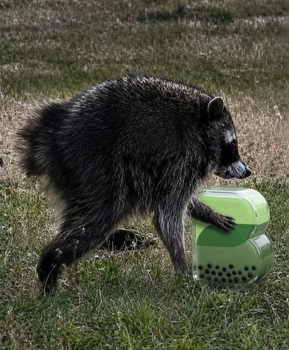 A raccoon stands in a grassy field, curiously investigating a green and white plastic container filled with boba pearls. The image's quirky, unexpected humor—a wild animal encountering a trendy drink—aligns with the post's "why is this blowing up" caption, suggesting the scene's absurdity is what made it viral online.