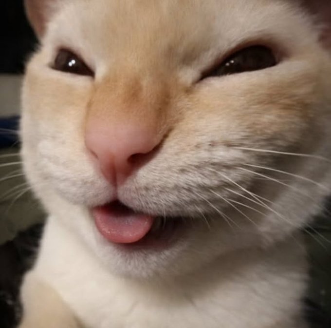 An extreme close-up of a cream-colored cat with its tongue sticking out in a derpy expression.
