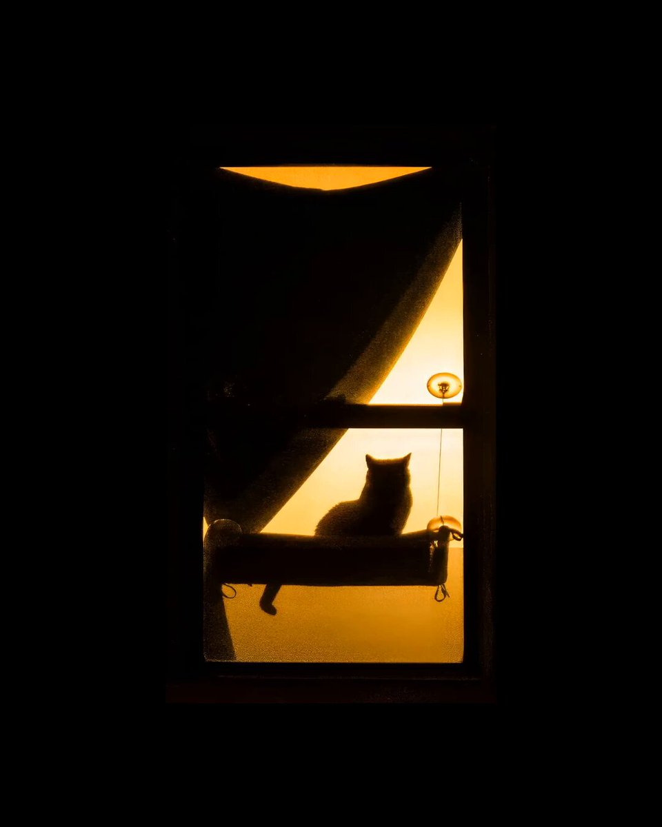The image features a cat sitting on top of a window sill at night. The cat appears to be looking outside, possibly observing something interesting or watching people passing by. The scene takes place against a dark background, which emphasizes the silhouette of the cat and the window. The photo has been captioned with "gm :) Nothing like starting the day and hearing what @dave_krugman is building we have such talent in our community, I'm excited to see it all play out".