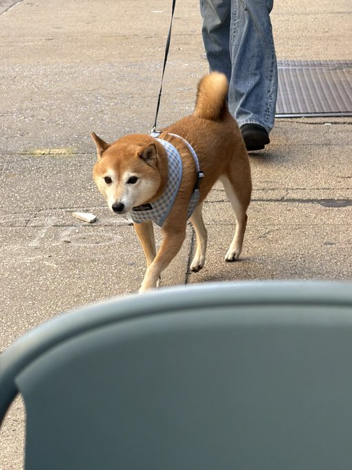 A cute Shiba Inu doge walks on a leash, wearing a light blue patterned shirt, while looking toward the camera. The image matches the accompanying caption, “Cute doge spotted!”