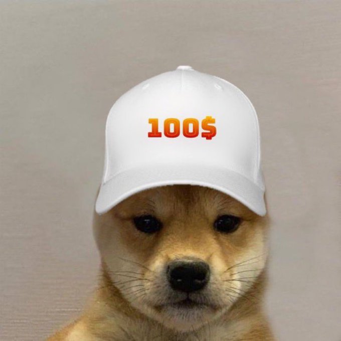 The image features a small brown dog wearing a white baseball cap with the number 100 printed on it, positioned against a gray background. The caption below the photo reads "The next $WIF is $WIF", which seems to be related to the image of the dog in the hat.