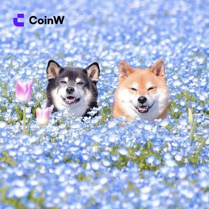 Two smiling Shiba Inu dogs—one black-and-tan and one orange—sit together in a field of blue nemophila flowers with pink tulips, with the "CoinW" logo in the upper left, fittingly matching the cheerful "GM" (good morning) vibe of the crypto community.