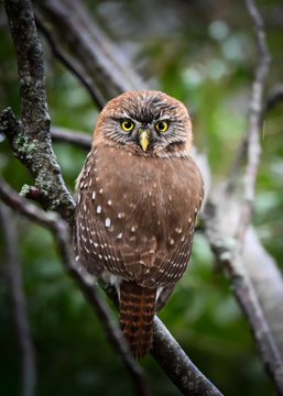 A small brown owl with bright yellow eyes and white-spotted feathers perches on a branch against a dark, blurred forest background.