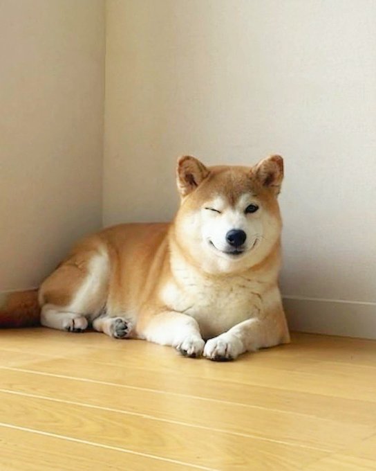 ikebana-style arrangement of a brown and white Shiba Inu dog, with closed eyes and relaxed posture on a wooden floor against a white wall.