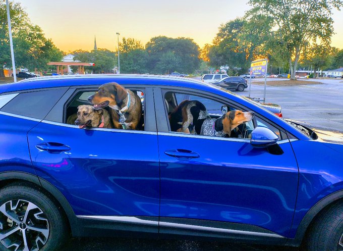 The image features a blue car with three dogs sitting inside, all of them sticking their heads out of the window. The cars' doors are open, allowing the dogs to enjoy the ride. The scene takes place at sunset, creating a warm and inviting atmosphere for the animals as they travel together in the car.