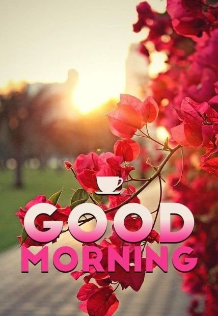 A 'GOOD MORNING' greeting graphic featuring pink and red bougainvillea flowers with a small coffee cup icon, set against a sunlit outdoor background.