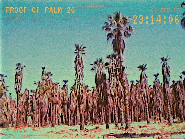 The image features a group of palm trees with brown trunks, standing tall against a clear blue sky. The palm trees are arranged in rows, creating an interesting pattern that draws attention to their height and structure. In the background, there's a sunset or sunrise casting warm hues over the scene, adding depth and atmosphere to the image. The post appears to be a collage of different images, with the main focus being on the palm trees and the sky.