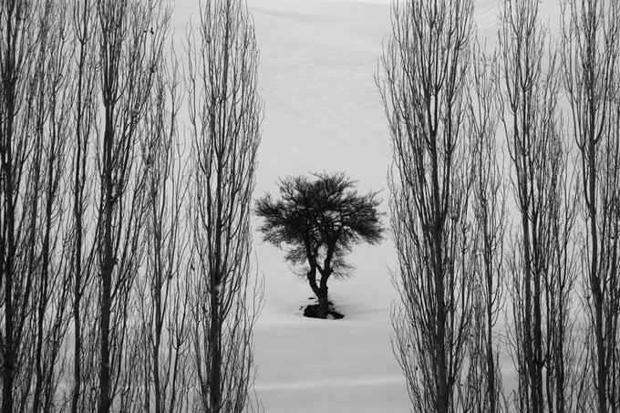 A black and white image of a solitary tree with a full canopy, framed symmetrically by the dark, vertical trunks of two leafless trees against a snowy white background.