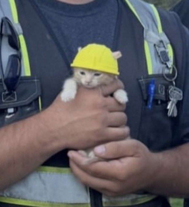 A construction worker wearing a high-visibility vest gently holds a small kitten that's wearing an adorable yellow hard hat, perfectly matching the worker's safety gear. The cute, safety-themed kitten image likely contributed to the viral success mentioned in the post, drawing massive engagement on the $Sue social media account.