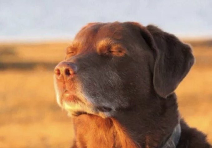 A chocolate Labrador stands majestically with eyes closed against a golden sunset, embodying calm resolve. The peaceful image contrasts with the post's hype about a "massive" crypto opportunity, suggesting either serene confidence in impending wealth or stoic acceptance of the risk.