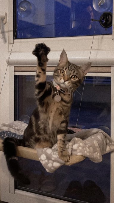 A tabby cat with a pink collar sits on a window-mounted cat hammock, playfully reaching up with one paw toward the glass.