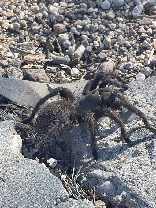 A large, hairy brown tarantula crawls over gray rocks and gravel in an outdoor setting.