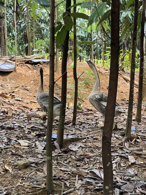Two grey geese standing among the thin tree trunks in a leaf-littered grove, with a feeding trough visible in the background.