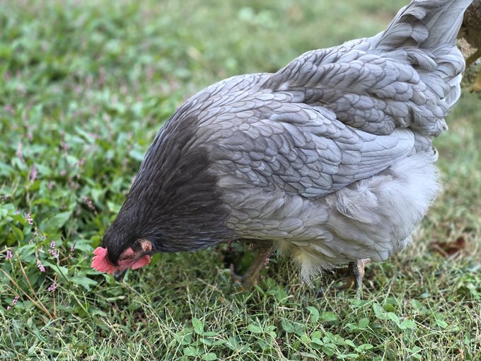 A gray hen with a red comb pecks at green grass and small purple weeds in an outdoor setting.