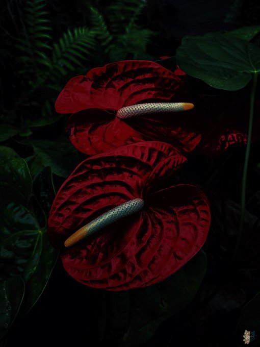 Two deep red anthurium flowers with pale spadices stand out dramatically against dark green foliage, embodying the lush, exotic "Beautiful Monster" beauty celebrated in the artwork being promoted. The dramatic, moody composition reflects the striking visual style of the limited edition piece, with only 4 copies remaining at 15 XTZ.
